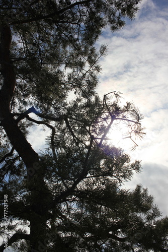 pine tree branches against a bright sky