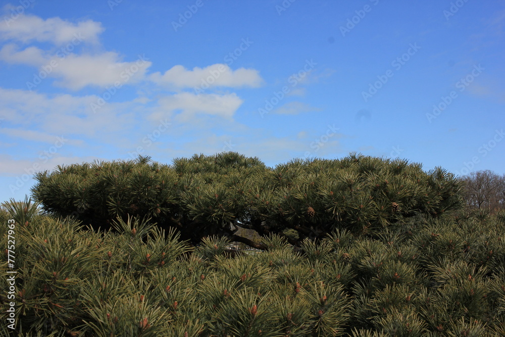 pine tree branches against a bright blue sky pine tree branches against a bright blue sky