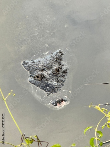 Scary Crocodile Rising above Water in Laguna Petenchel in Guatemala