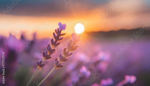 Sun dipping below horizon behind lavender field, magical, radiant colors, serene mood © adobedesigner