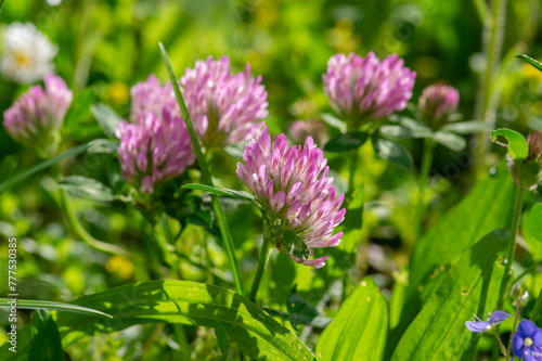 Trifolium pratense bright color red clover wild flowering plant, purple pink meadow flowers in bloom