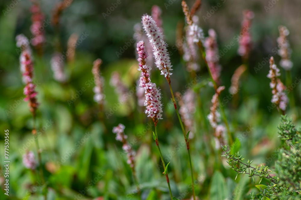 Bistorta affinis fleece flower in bloom, beautiful white purple knotweed Himalayan Persicaria bistort flowering plant in garden Bistorta affinis fleece flower in bloom, beautiful white purple knotweed Himalayan Persicaria bistort flowering plant in garden