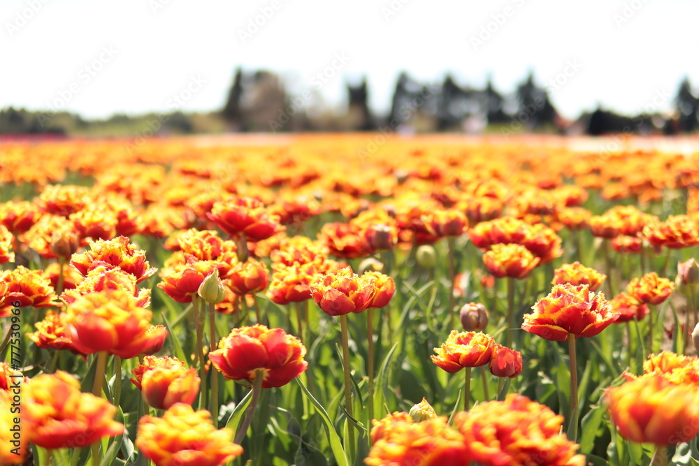 Champs de Tulipe Champs de Tulipe