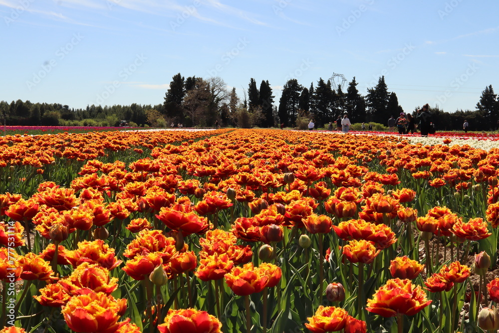 Fototapeta premium Champs de Tulipe