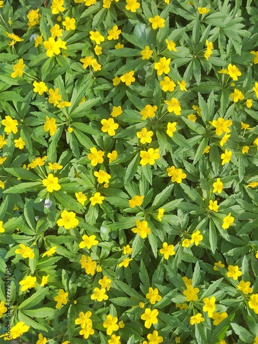 yellow flowers background