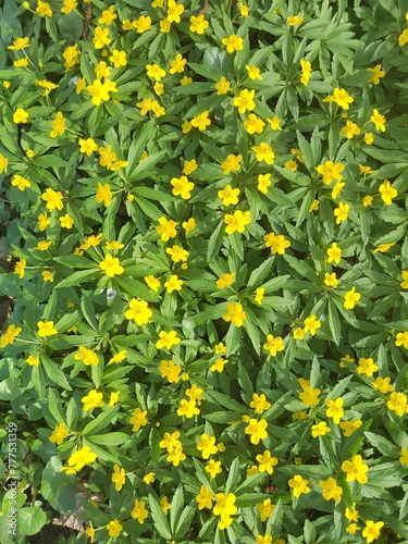 yellow flowers