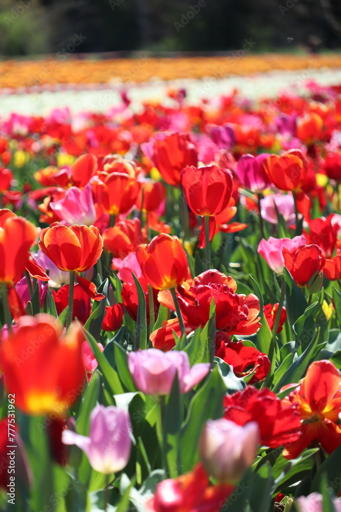 Champs de Tulipe