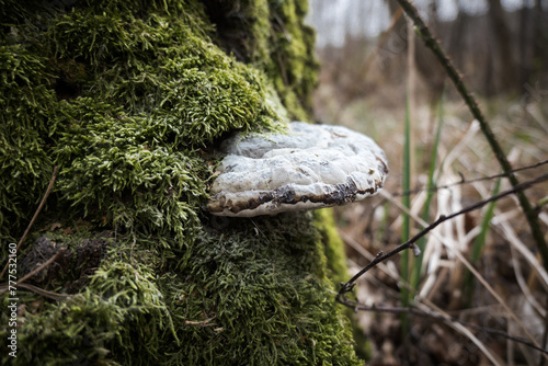 Huba, grzyb który rośnie na pniu drzewa. photo