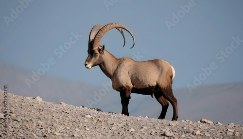 An-Ibex-With-Its-Eyes-Fixed-On-A-Distant-Horizon- 2