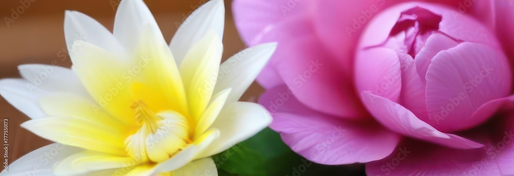 Banner, massage, light background, beautiful flowers, place for text Banner, massage, light background, beautiful flowers, place for text