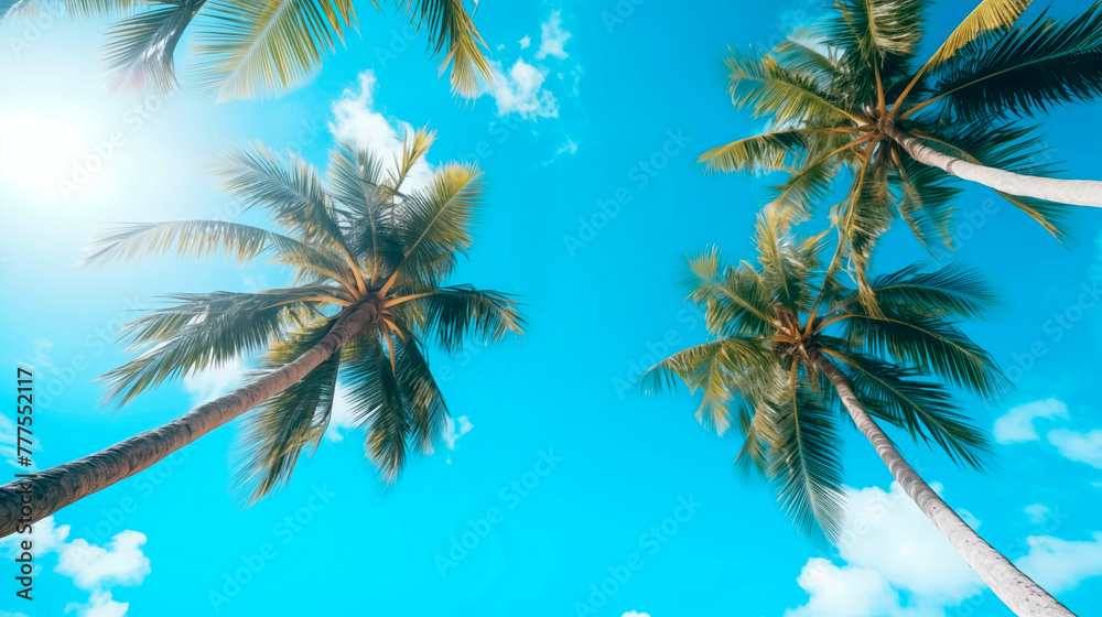 Tall palm trees, bottom-up view, palm tops against a blue sky. Tropical plants. Resort