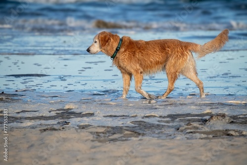 Brown dog on the beach with waves in the background.  A golden retriever in Newport beach