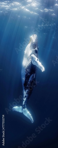 Mesmerize the audience with an over-the-shoulder shot of a majestic whale gracefully swimming in the ocean depths, ideal for a marine conservation campaign calling for protection of marine life