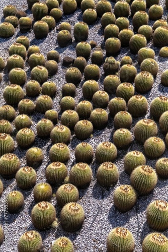 barrel cactus aplenty at Getty Museum