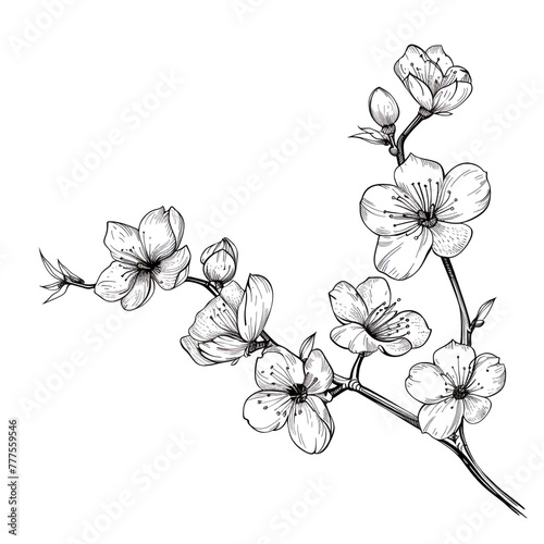 A hand drawing of a branch of sakura tree with a few flowers on it. Flower blossom