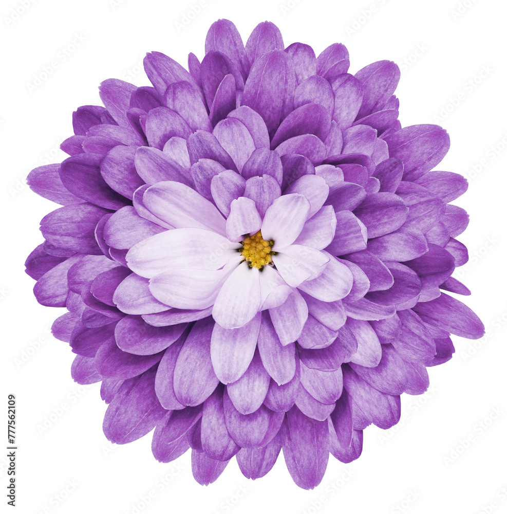 Purple chrysanthemum flower on a white isolated background with clipping path. Transparent background. Closeup. Purple chrysanthemum flower on a white isolated background with clipping path. Transparent background. Closeup.