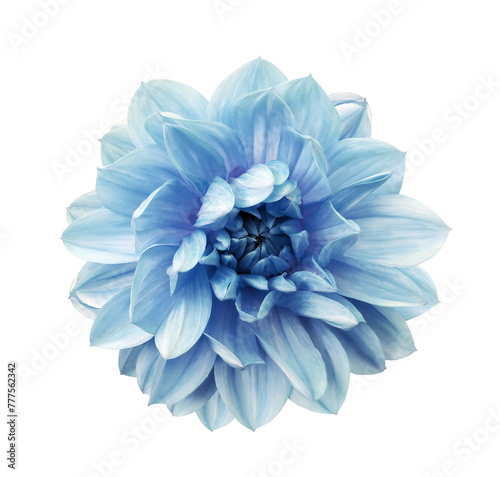 Blue   dahlia. Flower on  isolated background.  For design.  Closeup.  Transparent background.  Nature. © nadezhda F