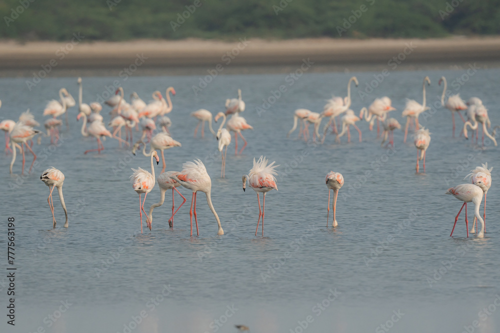 Fototapeta premium Greater flamingo is the largest living species of flamingo