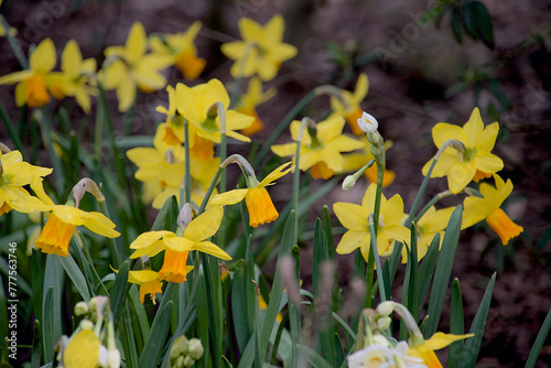 London, UK, 4 March 2024: Yellow daffodils in spring