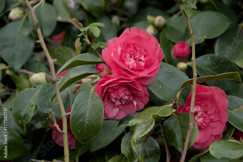 London, UK, 4 March 2024: Red rose blooming in flower garden, colorful roses in rose garden, english roses of different colors in english garden
