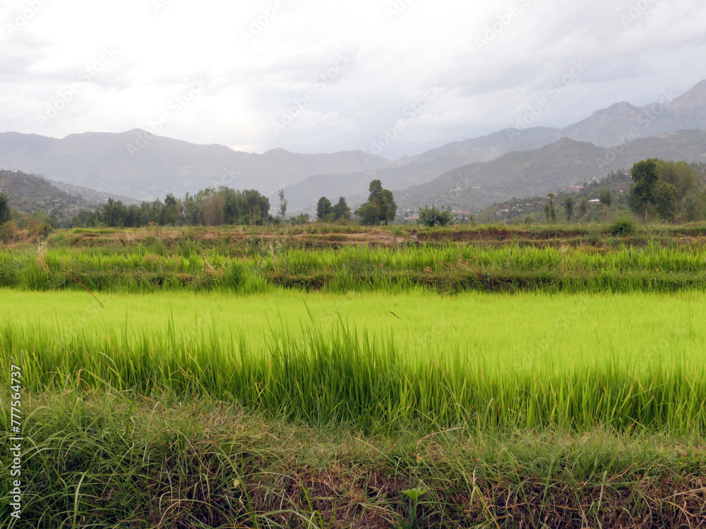 The beautiful rice fields landscape in NWFP Pakistan
