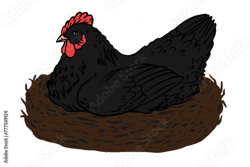 Black Hen in nest, color illustration for poster, flyer, farm products package, book design. poultry farming and egg production symbol. Natural eggs incubation, organic farming