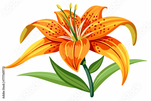 orange lily isolated on white background 