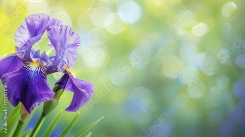 Close-up of vibrant purple iris flower against soft-focused green and yellow bokeh background