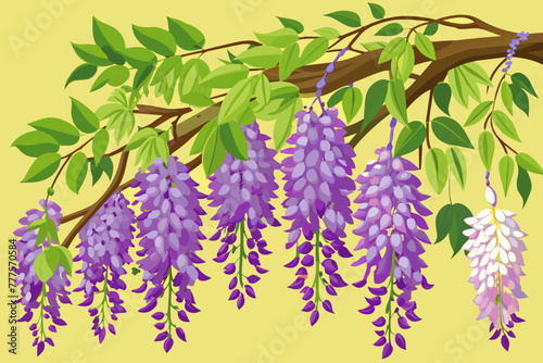 wisteria-vector-illustration-vector-illustration 