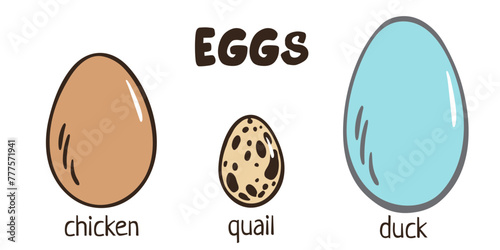 Eggs set. Chicken, quail, duck eggs. Different egg sizes collection. Bird, snake, turtle, dinosaur eggs. Vector design element for book illustration, poster, package design. Spotted, solid eggs