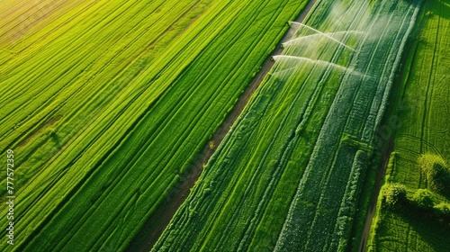 Sprinklers irrigate vibrant green fields, sunlight enhancing colors
