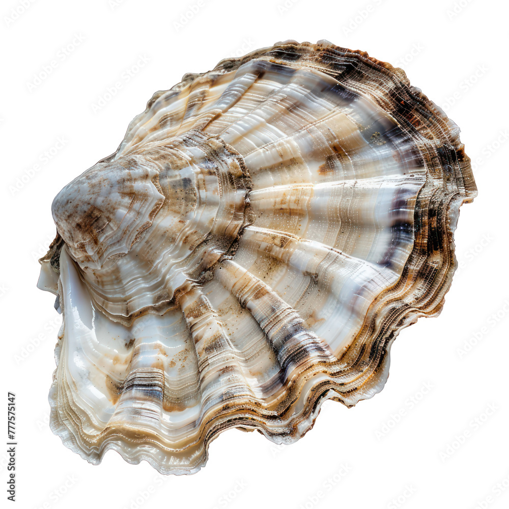 american oyster on isolated transparent background