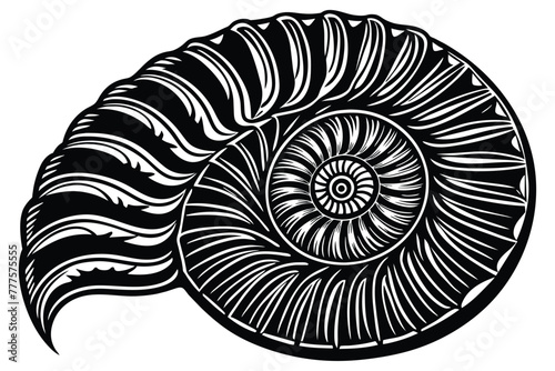 ammonites vector