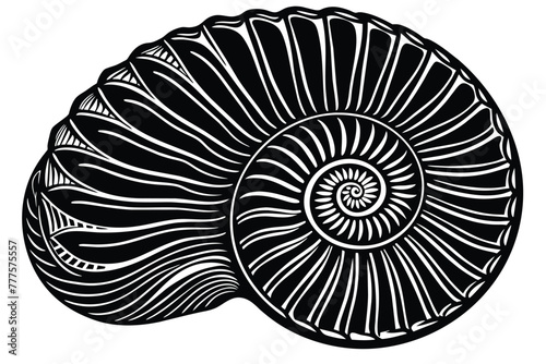ammonites vector