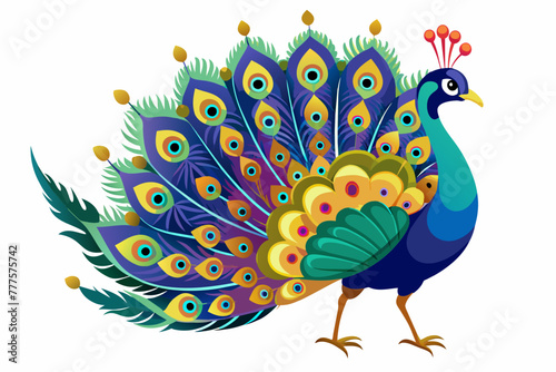 the peacock fanning its tail white background