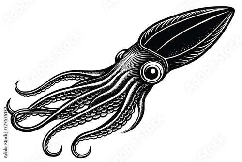 Argentine shortfin squid aquatic animal black and white vector photo