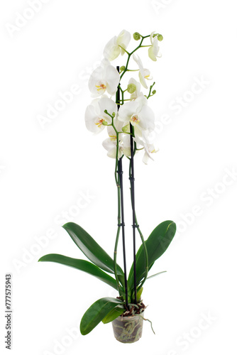 White phalaenopsis orchid with two peduncles. Houseplant in a pot. Isolated.