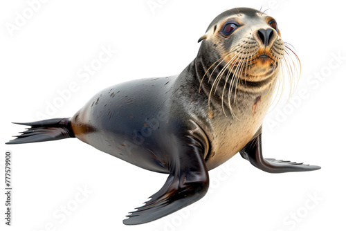 bearded seal aquatic animal on isolated transparent background