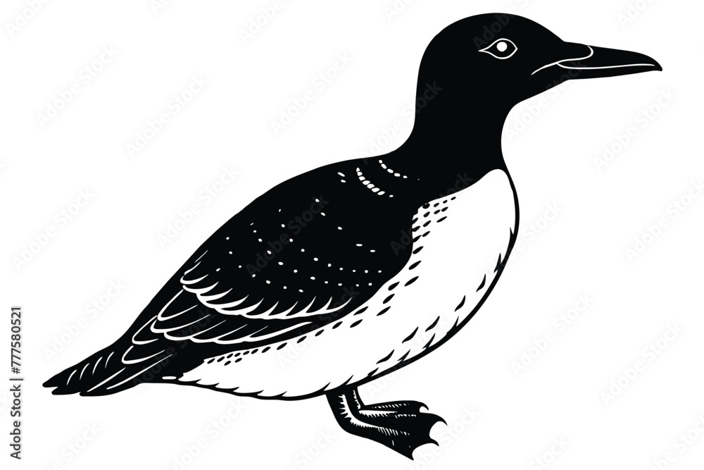 Fototapeta premium black and white common murre bird vector