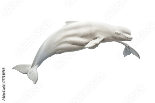 beluga whale aquatic animal on isolated transparent background