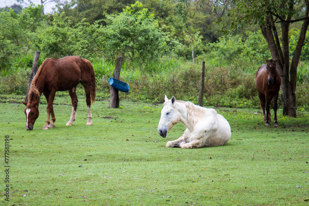 Obraz premium Cavalos