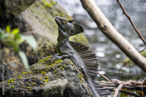 Black basilisk sitting on a rock in Costa Rica photo