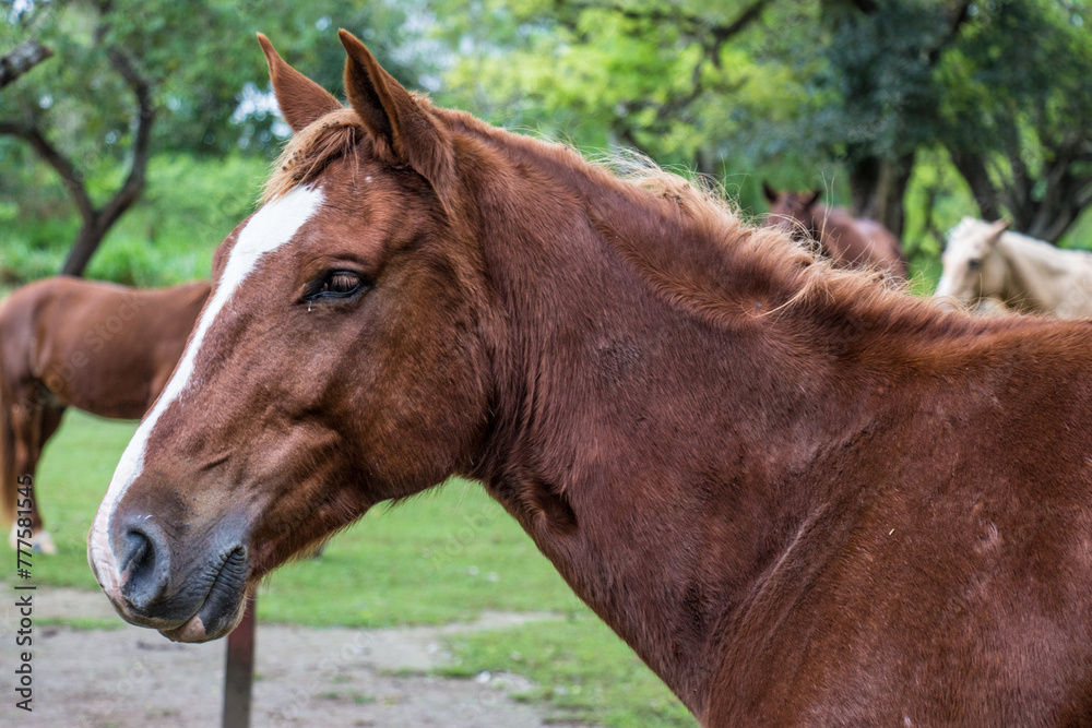 Naklejka premium Cavalos