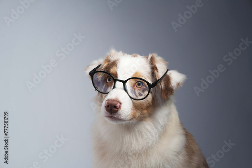 Australian Shepherd puppy with glasses on a white background © Maria