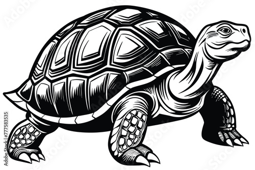 giant tortoise vector