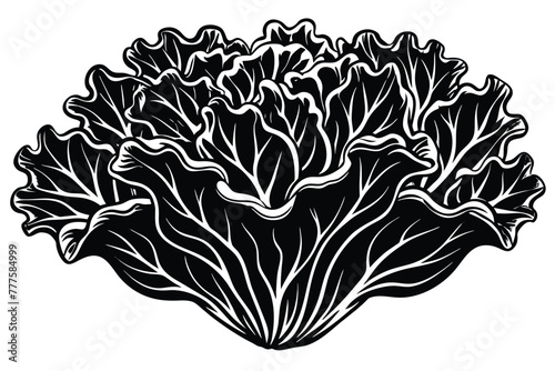 lettuce coral vector
