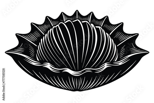 limpet vector photo
