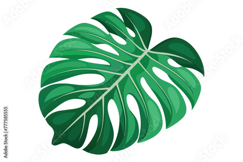 monstera leaf vector on isolated background