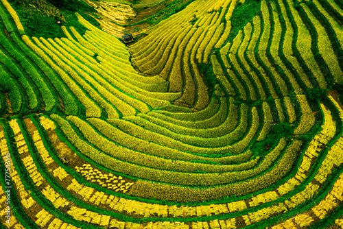 Vietnamese Tranquility, Aerial Harmony of Terraced Rice Fields