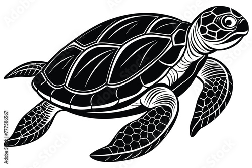 sea turtle vector